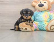 8 week old Yorkie Poo Puppy For Sale - Simply Southern Pups