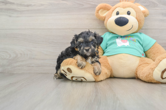 Funny Yorkie Poo Poodle Mix Pup