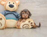 7 week old Yorkie Poo Puppy For Sale - Simply Southern Pups