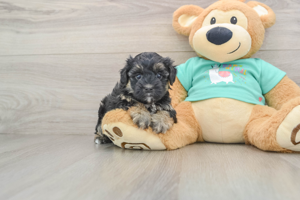 Yorkie Poo Pup Being Cute