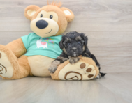 8 week old Yorkie Poo Puppy For Sale - Simply Southern Pups