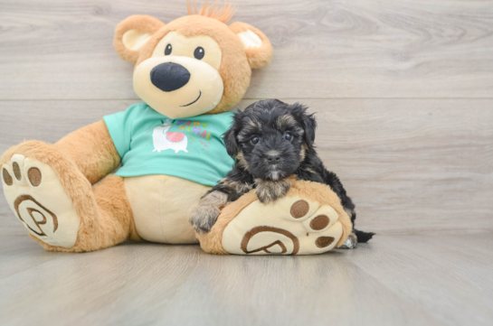 Hypoallergenic Yorkie Doodle Poodle Mix Puppy