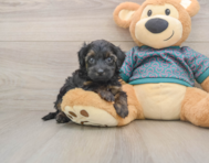 7 week old Yorkie Poo Puppy For Sale - Simply Southern Pups