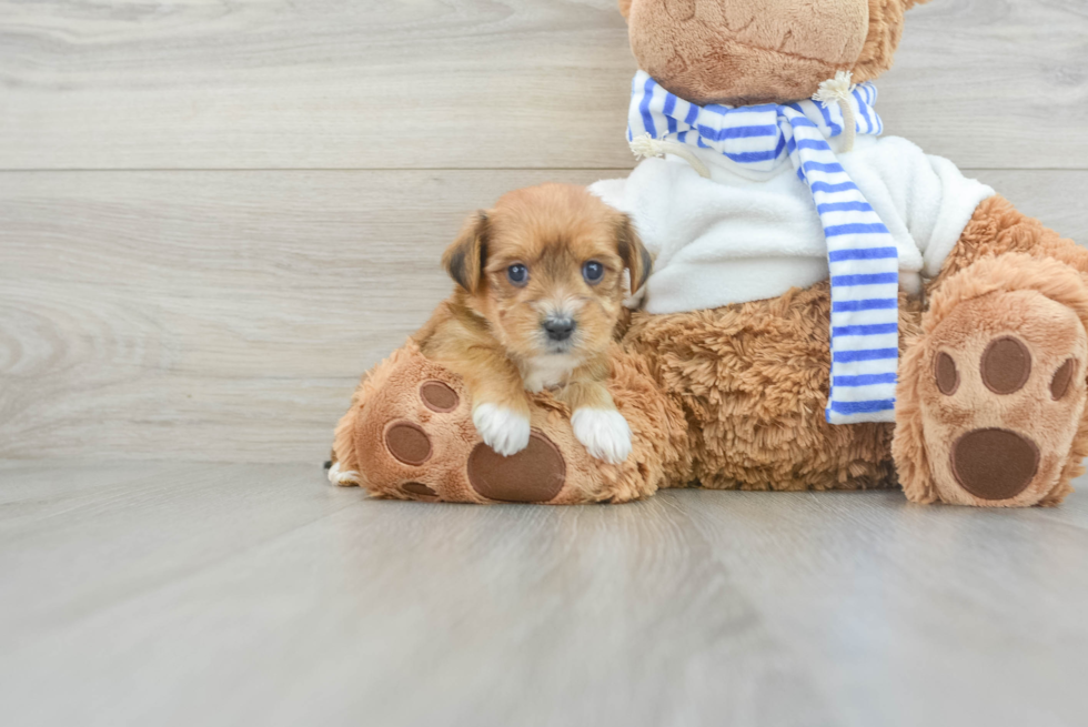 Petite Yorkie Poo Poodle Mix Pup