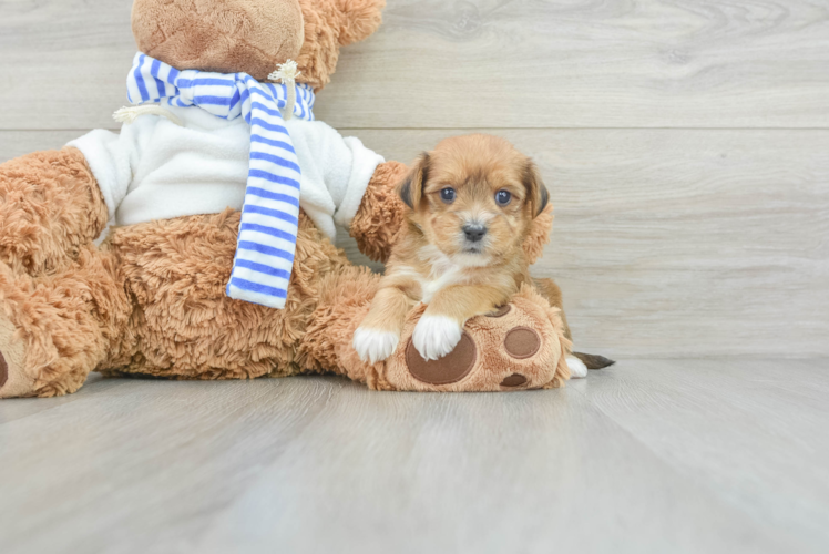 Small Yorkie Poo Baby
