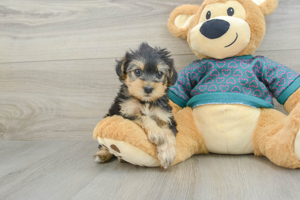 Funny Yorkie Poo Poodle Mix Pup