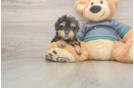 Yorkie Poo Pup Being Cute