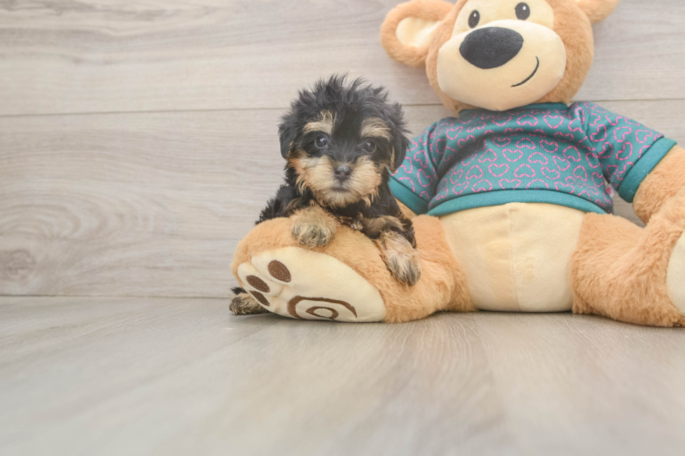 Yorkie Poo Pup Being Cute