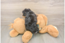 Yorkie Poo Pup Being Cute