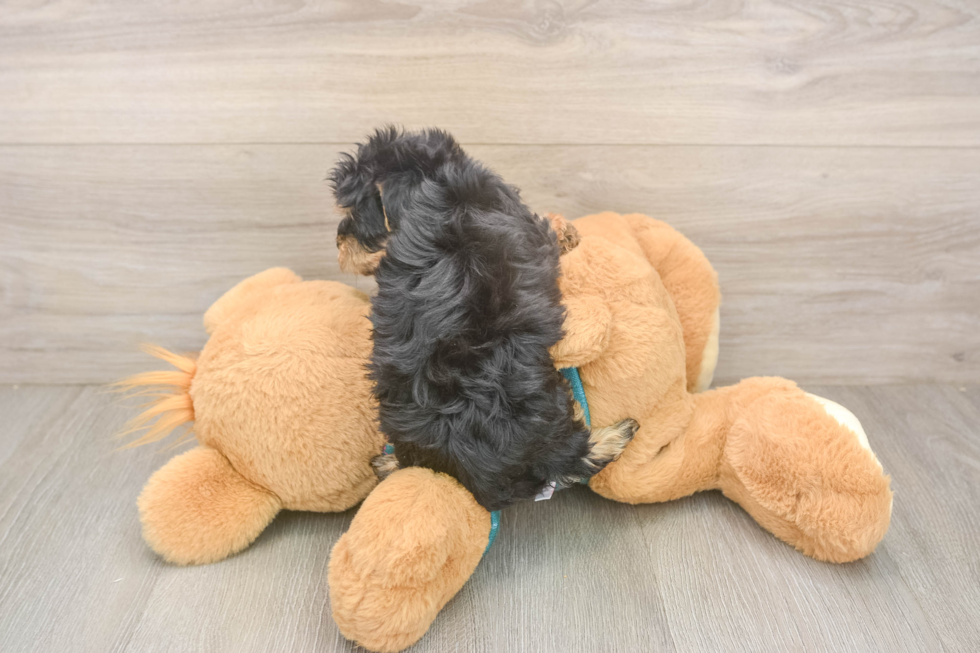 Yorkie Poo Pup Being Cute