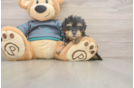 Best Yorkie Poo Baby