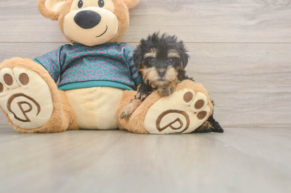 5 week old Yorkie Poo Puppy For Sale - Simply Southern Pups