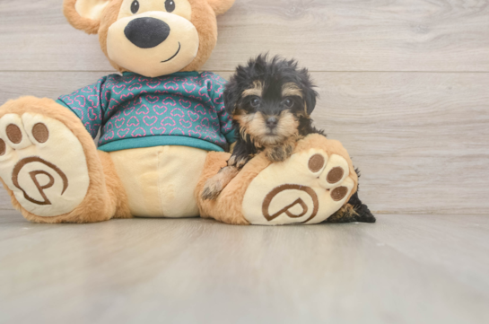 Best Yorkie Poo Baby