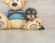 8 week old Yorkie Poo Puppy For Sale - Simply Southern Pups 8 week old Yorkie Poo Puppy For Sale - Simply Southern Pups