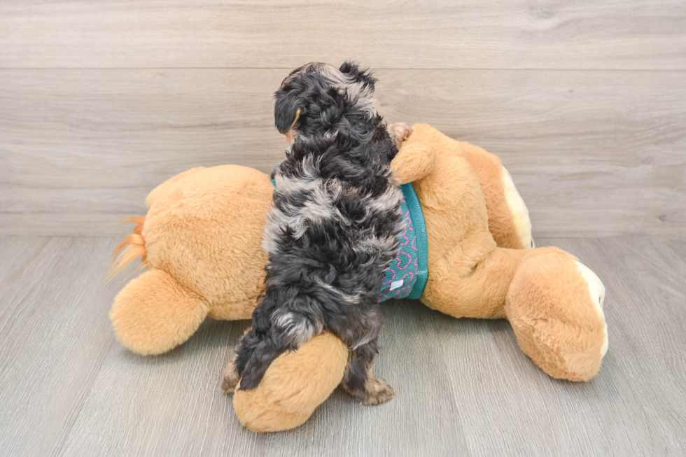 Yorkie Poo Puppy for Adoption