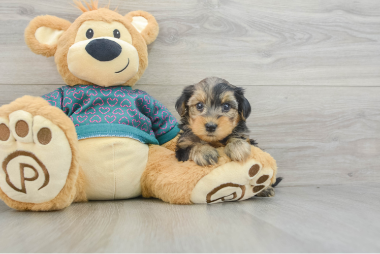 Yorkie Poo Pup Being Cute