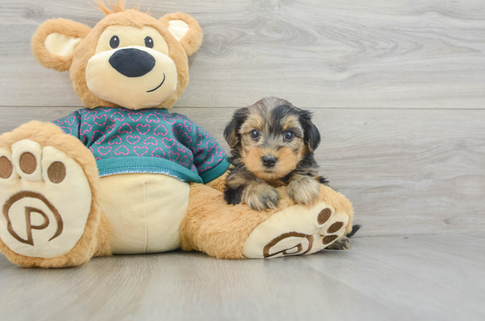 5 week old Yorkie Poo Puppy For Sale - Simply Southern Pups