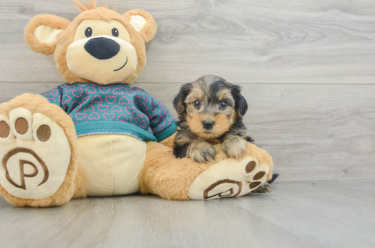 Yorkie Poo Pup Being Cute