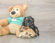 6 week old Yorkie Poo Puppy For Sale - Simply Southern Pups
