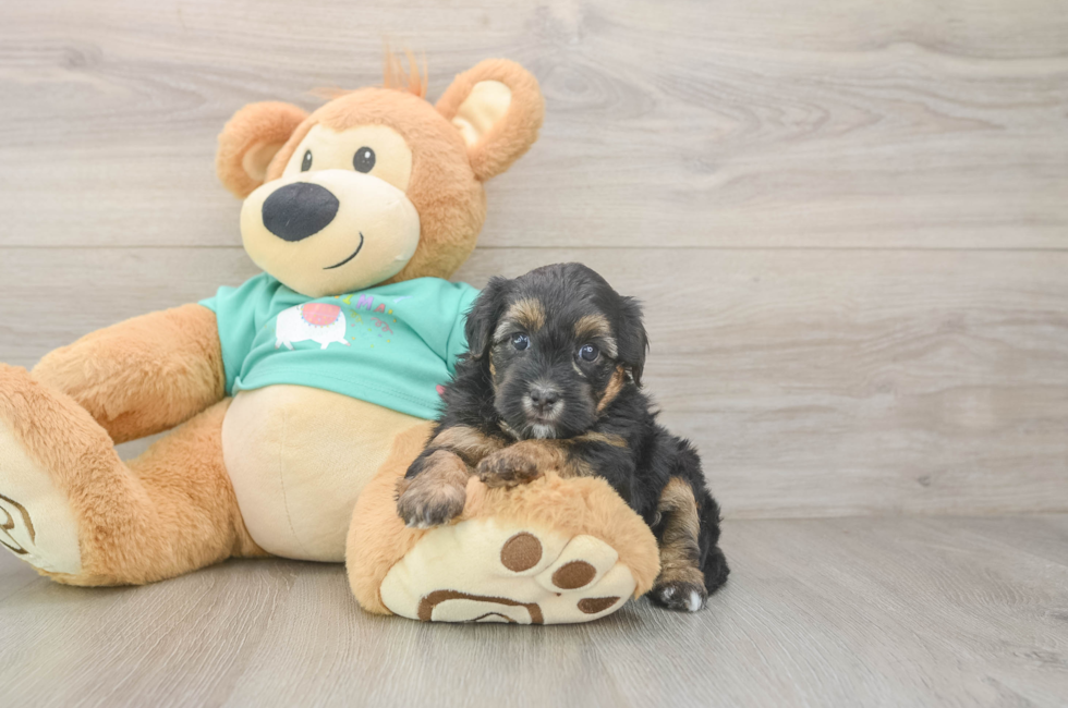 6 week old Yorkie Poo Puppy For Sale - Simply Southern Pups