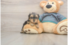Yorkie Poo Pup Being Cute