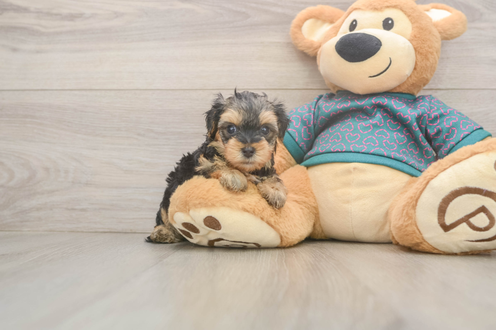 Yorkie Poo Pup Being Cute