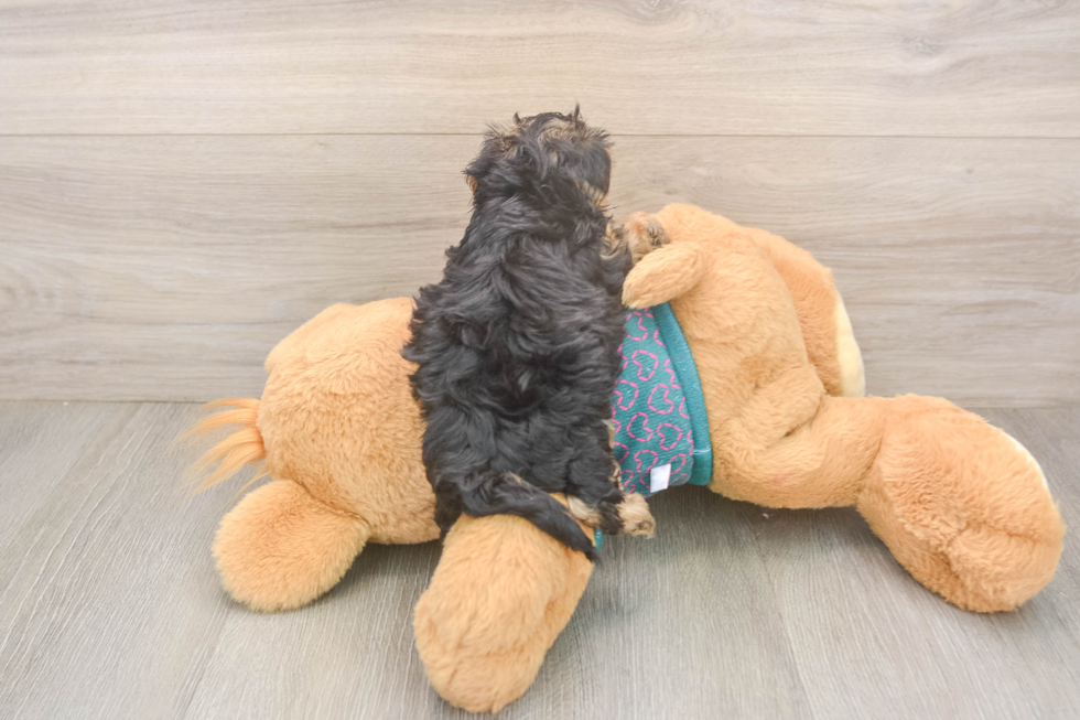 Happy Yorkie Poo Baby