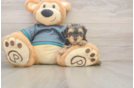 Yorkie Poo Pup Being Cute