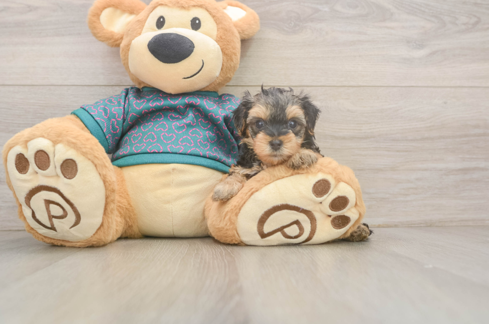 5 week old Yorkie Poo Puppy For Sale - Simply Southern Pups