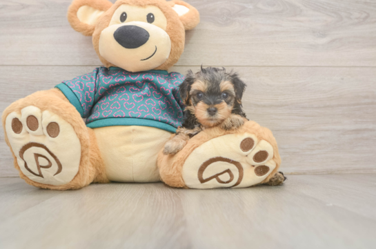 Yorkie Poo Pup Being Cute