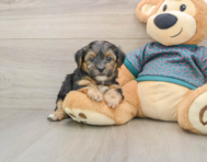9 week old Yorkie Poo Puppy For Sale - Simply Southern Pups