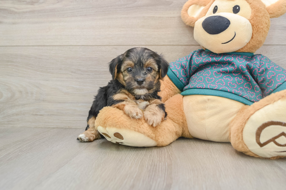 Playful Yo Yo Poo Poodle Mix Puppy