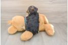 Playful Yo Yo Poo Poodle Mix Puppy