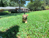 10 week old Yorkie Poo Puppy For Sale - Simply Southern Pups
