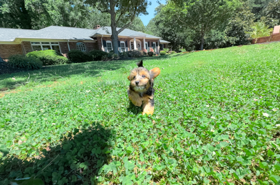 Yorkie Poo Puppy for Adoption