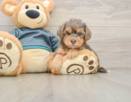 6 week old Yorkie Poo Puppy For Sale - Simply Southern Pups