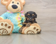 8 week old Yorkie Poo Puppy For Sale - Simply Southern Pups