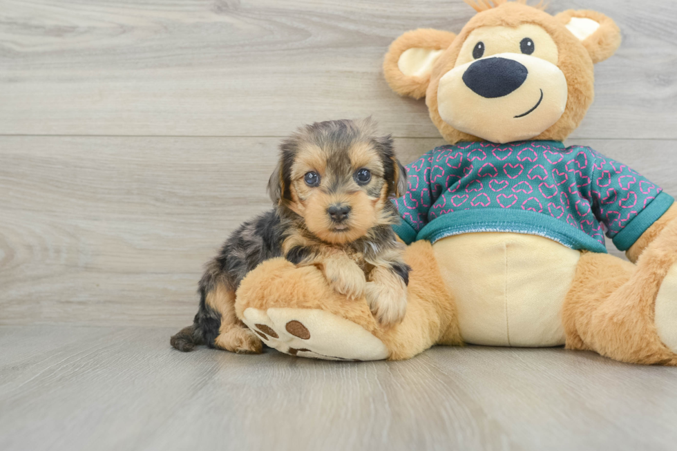 Yorkie Poo Pup Being Cute