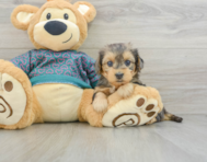 7 week old Yorkie Poo Puppy For Sale - Simply Southern Pups