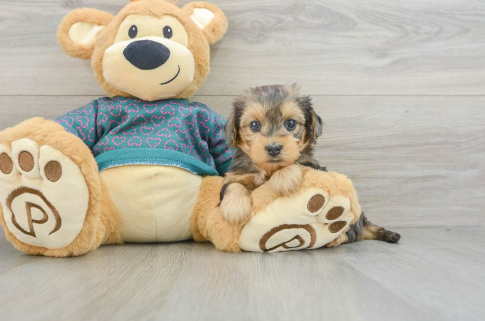 5 week old Yorkie Poo Puppy For Sale - Simply Southern Pups