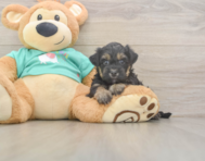 7 week old Yorkie Poo Puppy For Sale - Simply Southern Pups