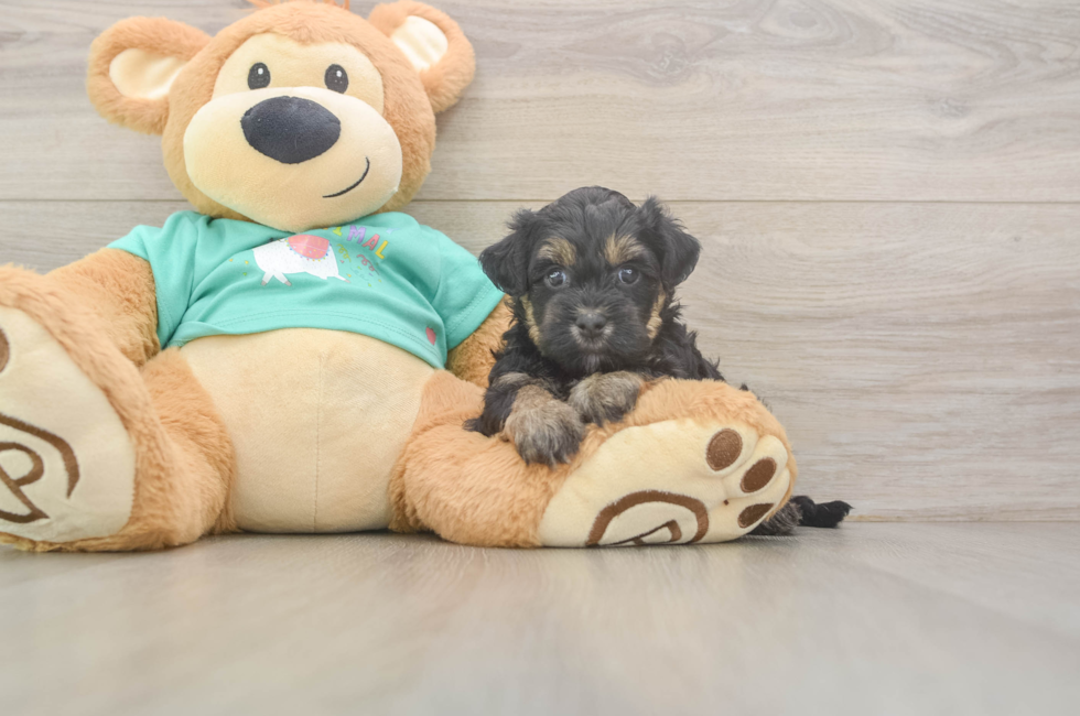 6 week old Yorkie Poo Puppy For Sale - Simply Southern Pups