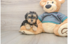Yorkie Poo Puppy for Adoption