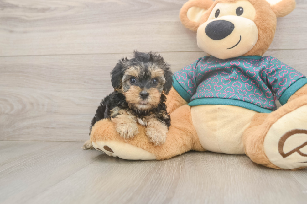 5 week old Yorkie Poo Puppy For Sale - Simply Southern Pups