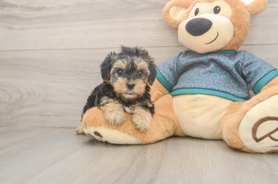 Yorkie Poo Puppy for Adoption