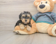 8 week old Yorkie Poo Puppy For Sale - Simply Southern Pups 8 week old Yorkie Poo Puppy For Sale - Simply Southern Pups