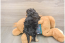 Yorkie Poo Puppy for Adoption