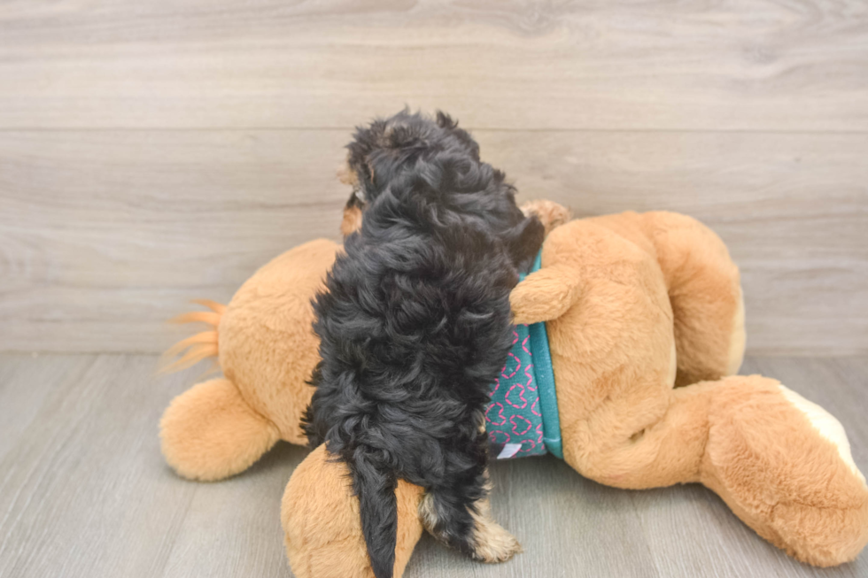 Yorkie Poo Puppy for Adoption