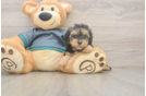 Yorkie Poo Pup Being Cute