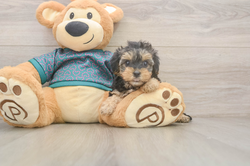 Yorkie Poo Pup Being Cute